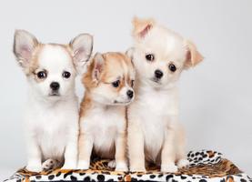 Baby Dog Images โปสเตอร์