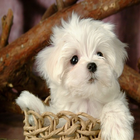 Lovely Puppies Wallpaper icône