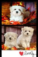 Lovely Puppies Wallpaper Affiche