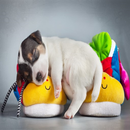 Latest Cutest Puppies Wallpapers APK