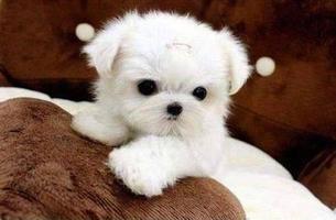 Latest Cutest Puppies Wallpapers Affiche