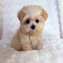 New Lovely Puppies Wallpaper APK