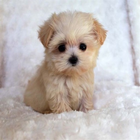 New Lovely Puppies Wallpaper आइकन