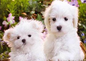 NEEMA - New Lovely Puppies Wallpaper gönderen