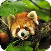 Animals Wallpapers icon