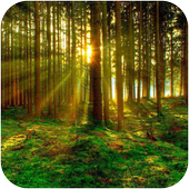 Green Forest Wallpaper icon