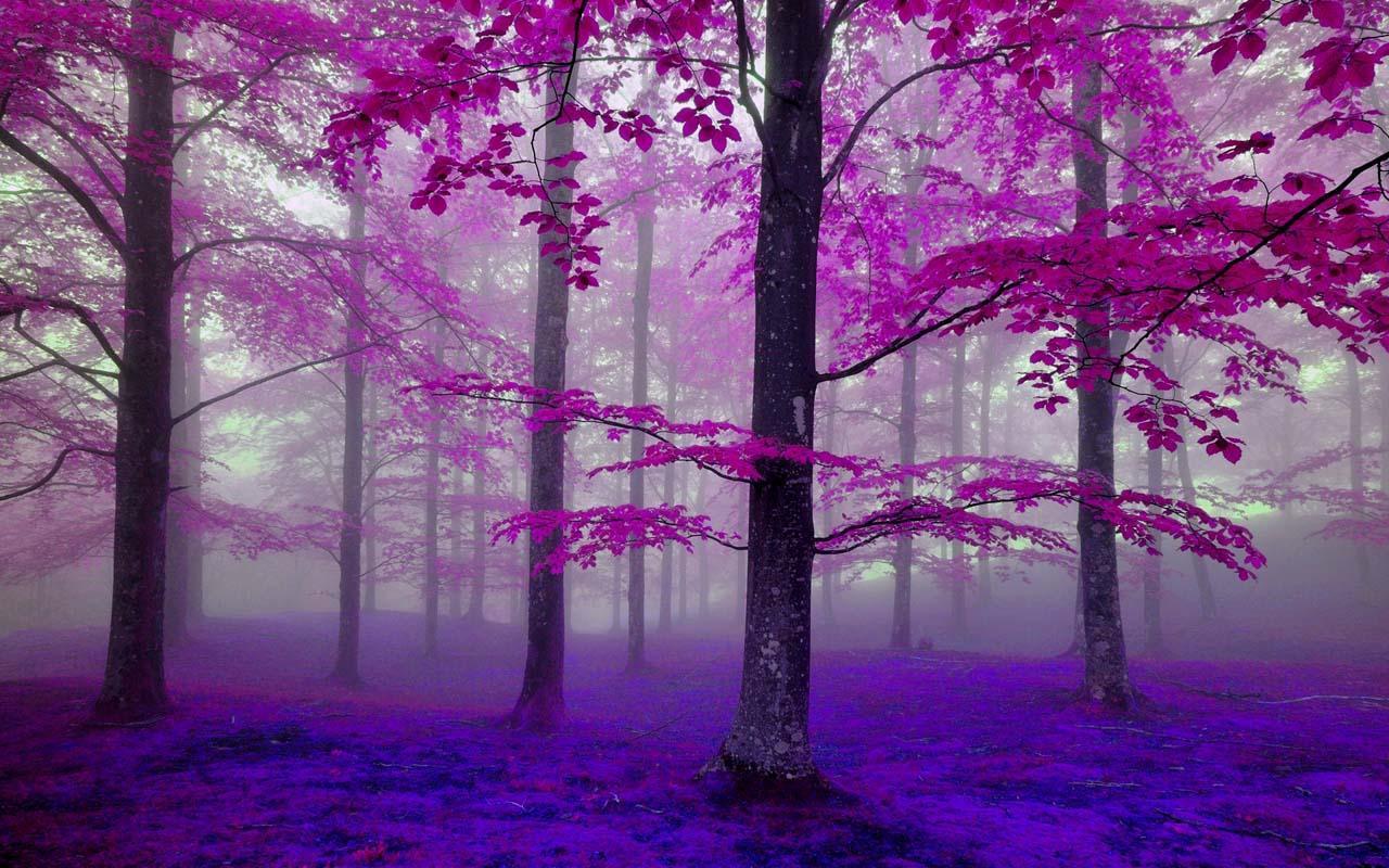 Green Forest Wallpaper for Android - APK Download