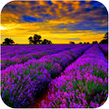 Lavender Wallpaper