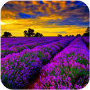 Lavender Wallpaper APK