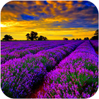 Lavender Wallpaper icône