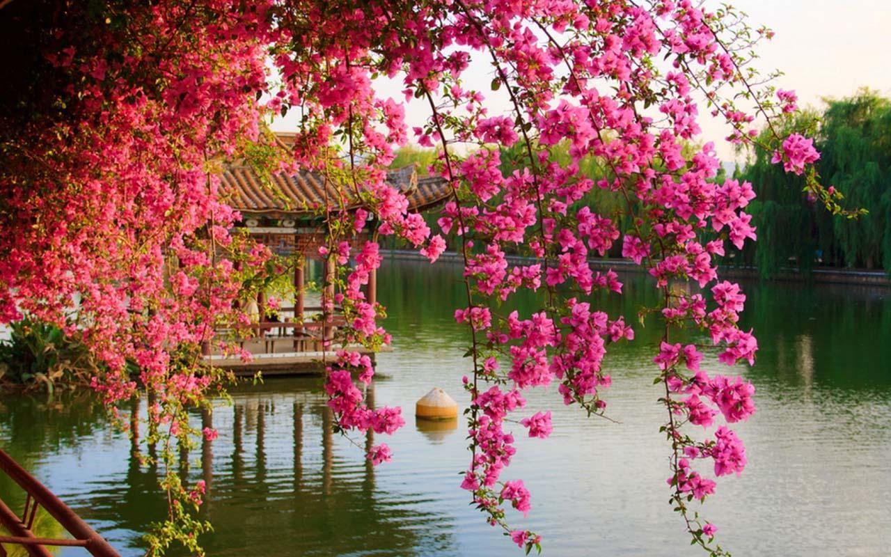 Spring Flower Wallpaper for Android APK Download Spring Flower Wallpaper for Android APK Download