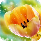 Tulip Wallpaper icon