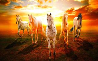 Horse Wallpaper Affiche