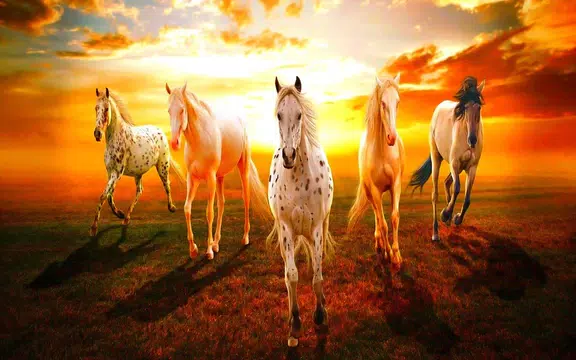 Horse Wallpaper APK  for Android – Download Horse Wallpaper APK Latest  Version from 
