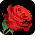 Rose Wallpaper