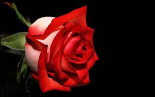 Rose Wallpaper পোস্টার