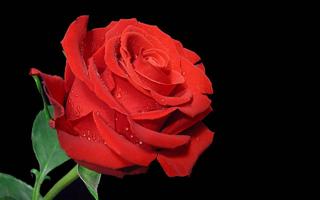 Rose Wallpaper स्क्रीनशॉट 1