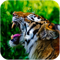 Tiger Wallpaper