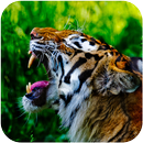 Tiger Wallpaper-APK