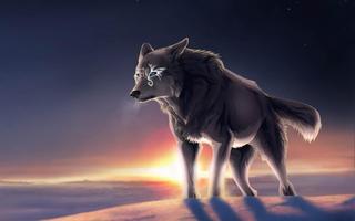 Wolf Wallpaper Plakat