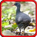 Canto de Lambu offline APK
