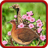 Canto da Lambu do Sertão