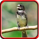 Canto de Coleiro Tui Tui Offline APK