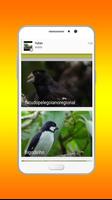 Canto de Coleiro Tui Tui Offline screenshot 1