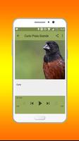 Canto de Coleiro Tui Tui Offline screenshot 3