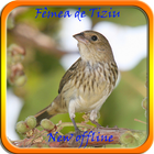 Canto Fêmea De Tiziu Offline icon