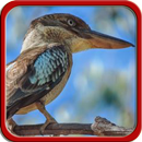 Suara Burung Kookaburra aplikacja