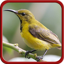 Master Kicau Kolibri APK