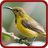 Master Kicau Kolibri icon