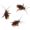 Bug Smash