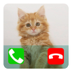 Talking Cat Calling Prank