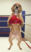 Boxing Dog Live Wallpaper Affiche