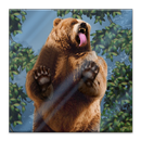 Bear Licks Live Wallpaper APK