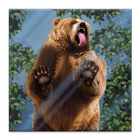 Bear Licks Live Wallpaper icône