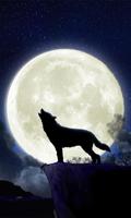Howling Wolf Live Wallpaper Affiche