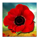 Poppy Field Live Wallpaper APK