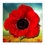 Poppy Field Live Wallpaper