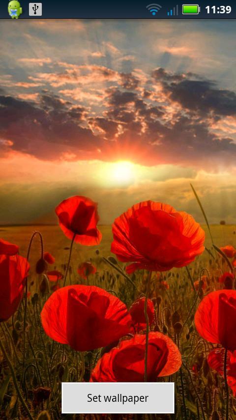 Poppy Field Live Wallpaper APK for Android Download