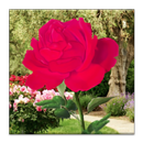 Rose Blooming Live Wallpaper APK