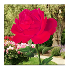 Rose Blooming Live Wallpaper آئیکن