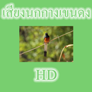 Shama de audio HD APK