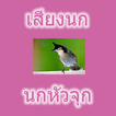 Tête d'oiseau oiseau Thaïlande