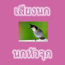 Tête d'oiseau oiseau Thaïlande APK