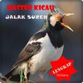 Masteran Jalak Suren