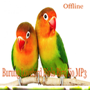 Burung Lovebird Biola mp3 APK