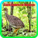 Canto Codorna de Nordeste APK